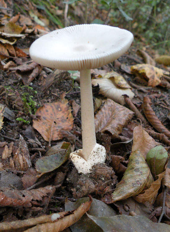 Amanita vaginata?